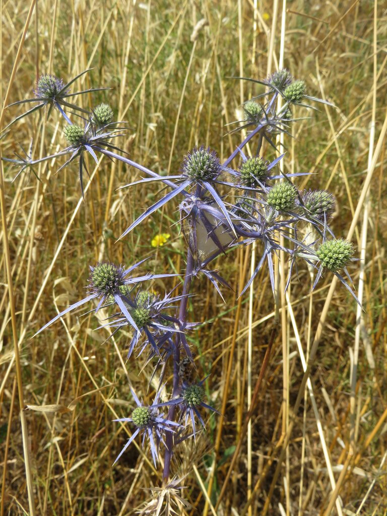 Image of Eryngium creticum specimen.