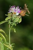 Centaurea iberica