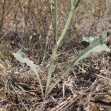 Limonium sareptanum