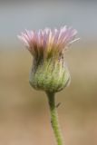 Erigeron podolicus