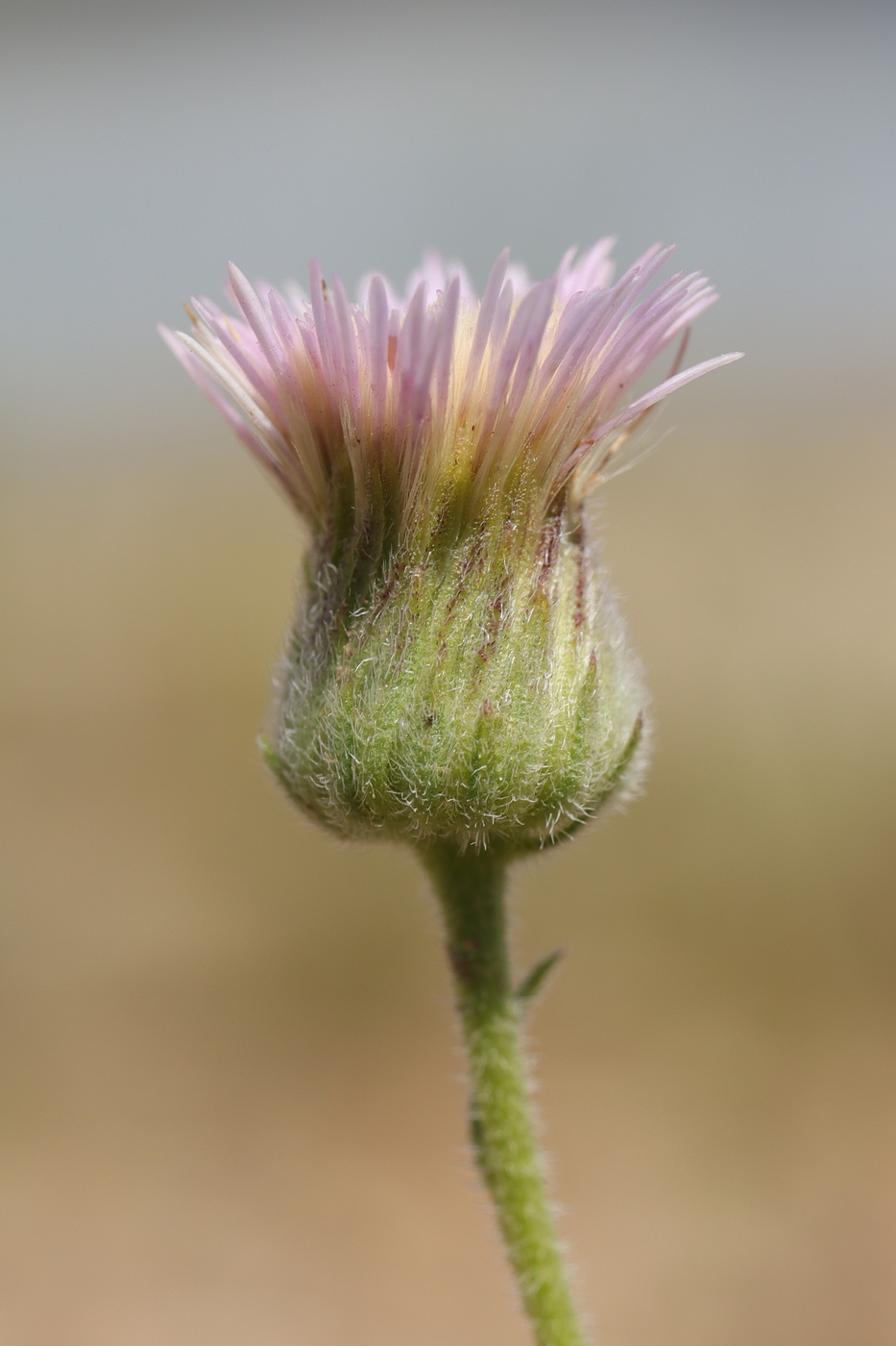 Image of Erigeron podolicus specimen.
