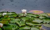 Nymphaea × marliacea