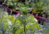 Coriandrum sativum. Верхушка развивающегося растения. Московская обл., Раменский р-н, окр. дер. Хрипань, садовый участок. 24.07.2025.