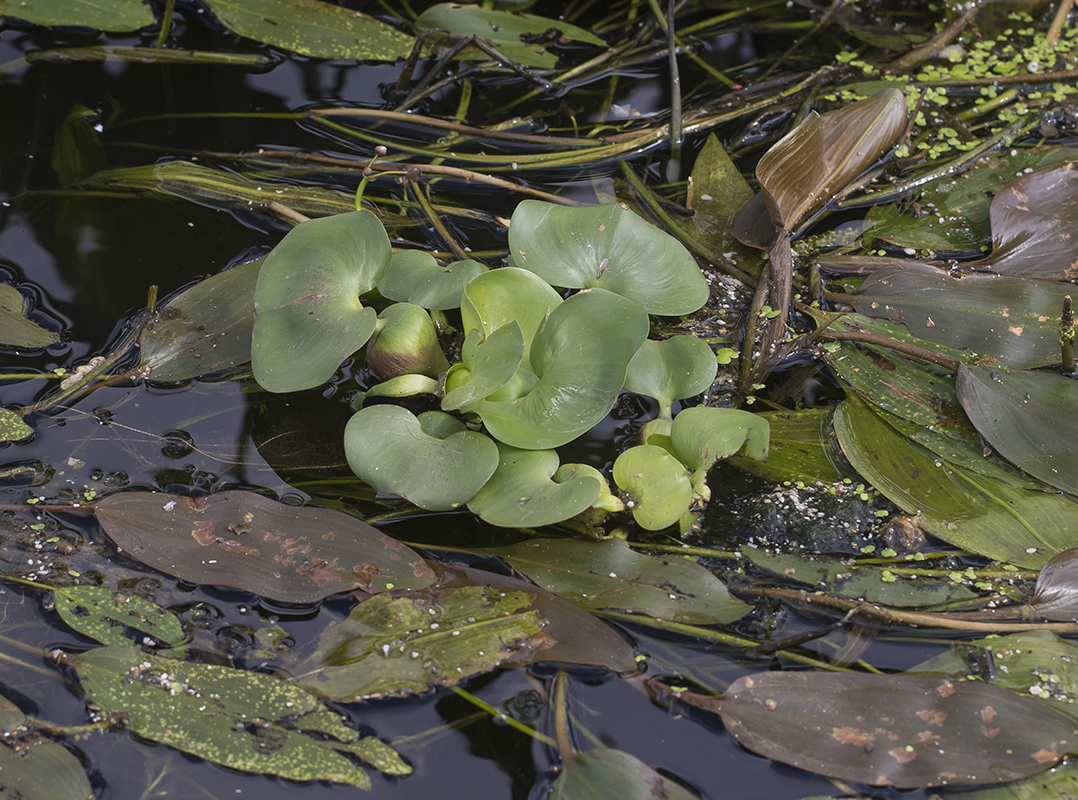 Изображение особи Eichhornia crassipes.
