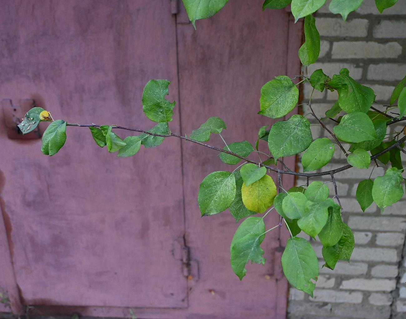 Image of genus Malus specimen.