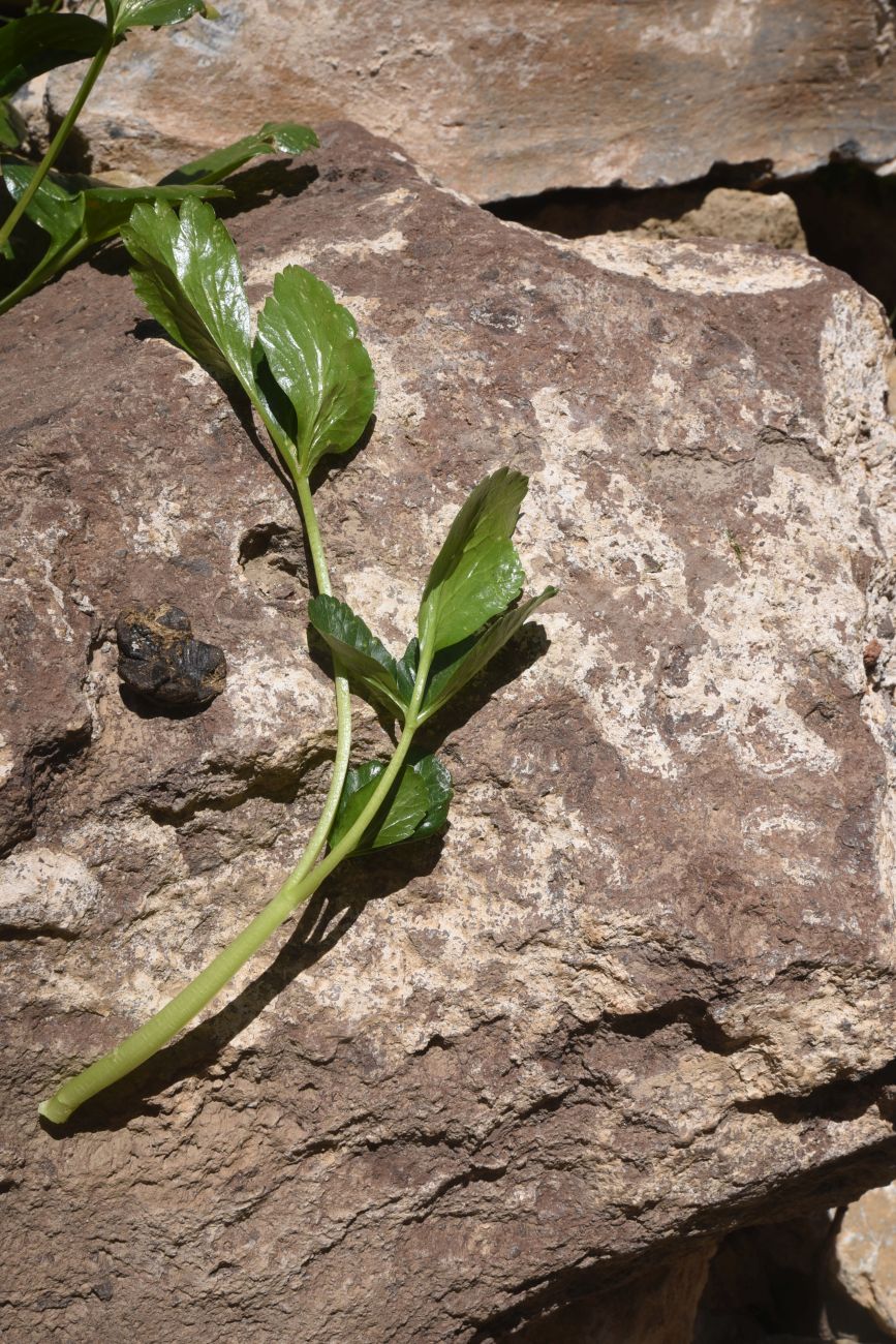 Image of familia Apiaceae specimen.