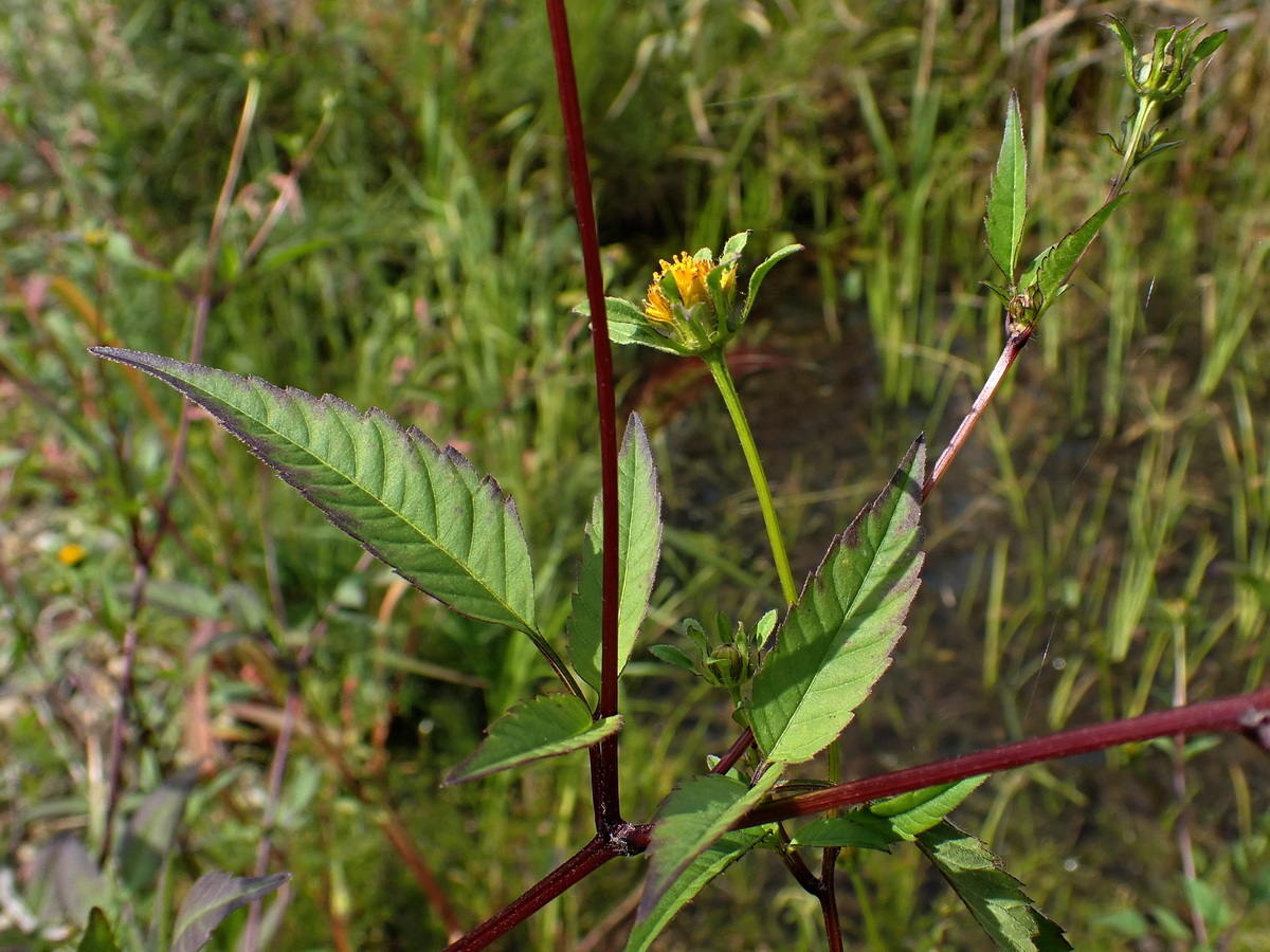 Изображение особи Bidens frondosa.