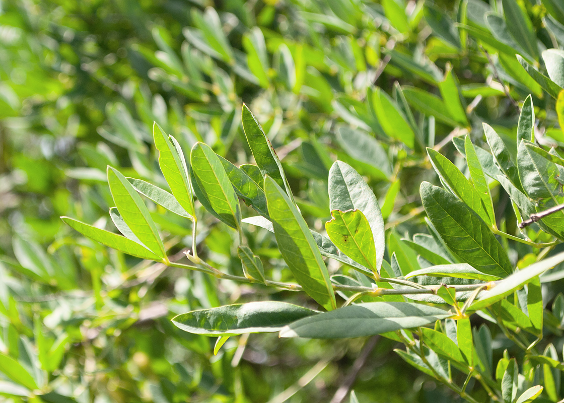 Изображение особи Anagyris foetida.