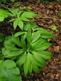 Helleborus purpurascens