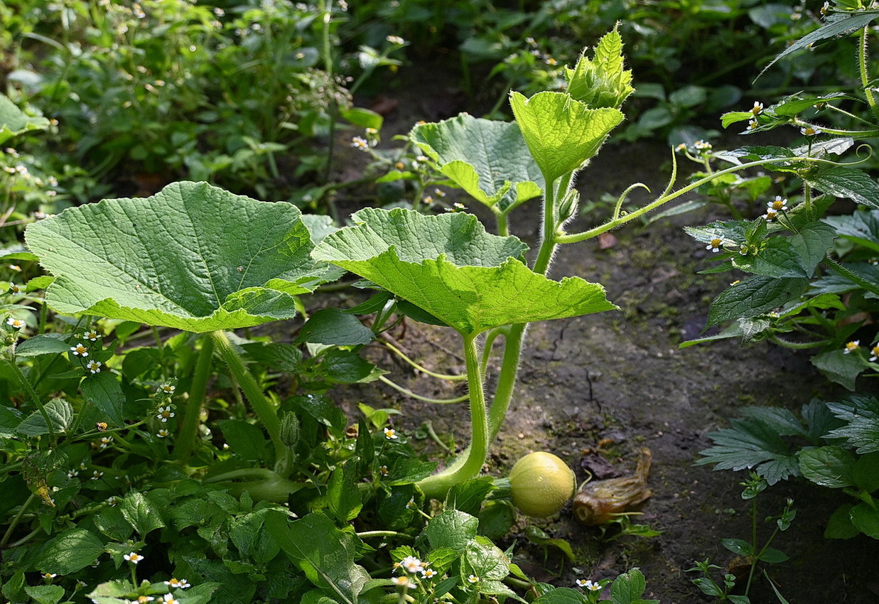 Изображение особи Cucurbita pepo.