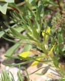 Изображение особи. Автор - Владимир Саенко