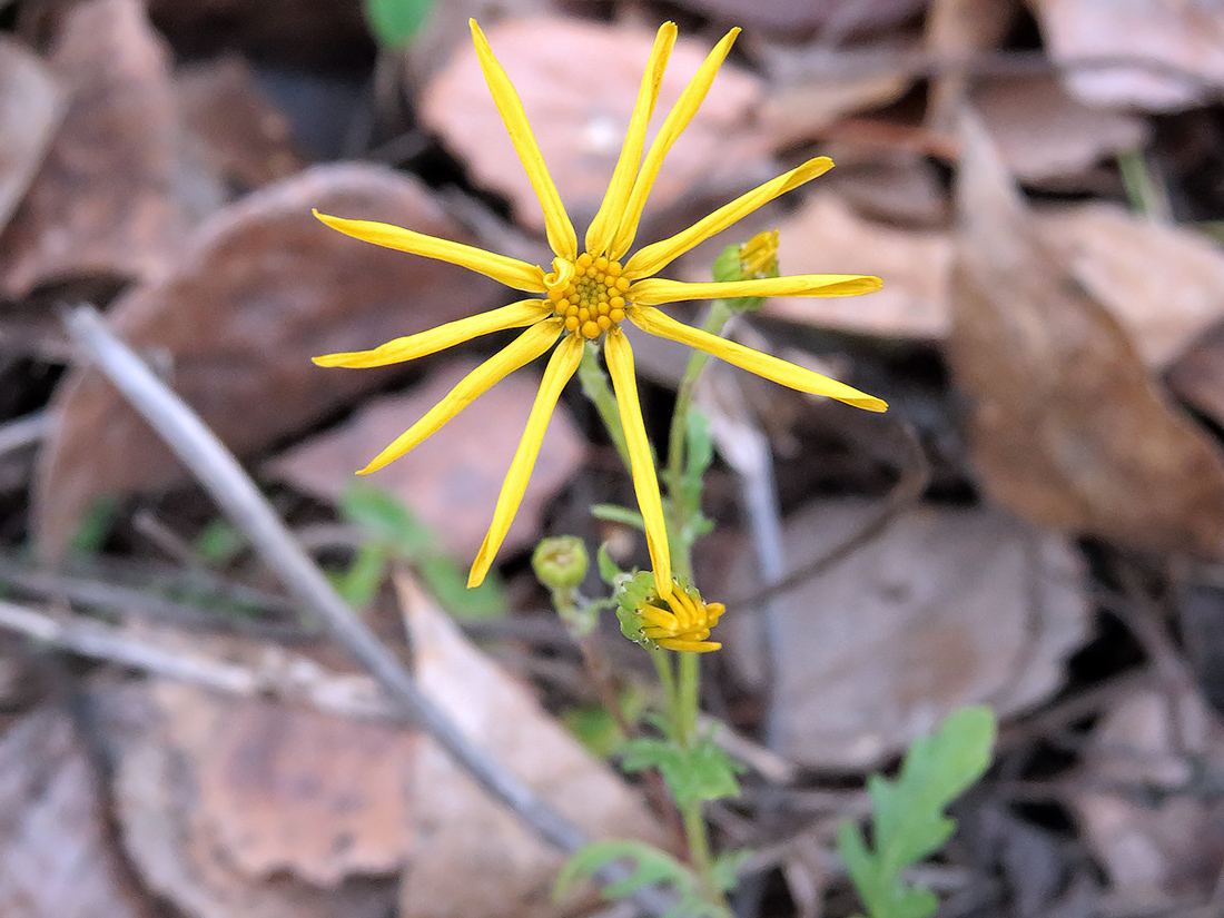 Изображение особи Senecio jacobaea.