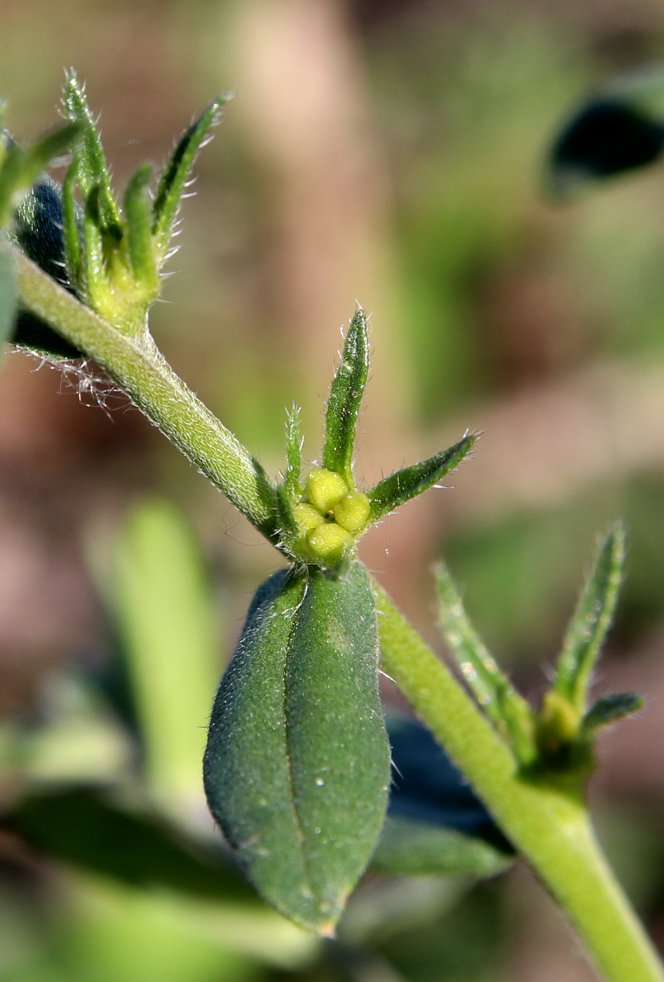 Изображение особи Buglossoides arvensis.