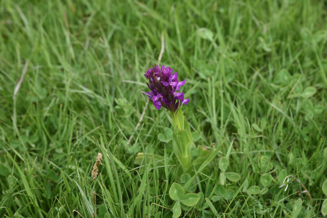 Image of Unknown species specimen.