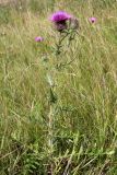 Cirsium laniflorum