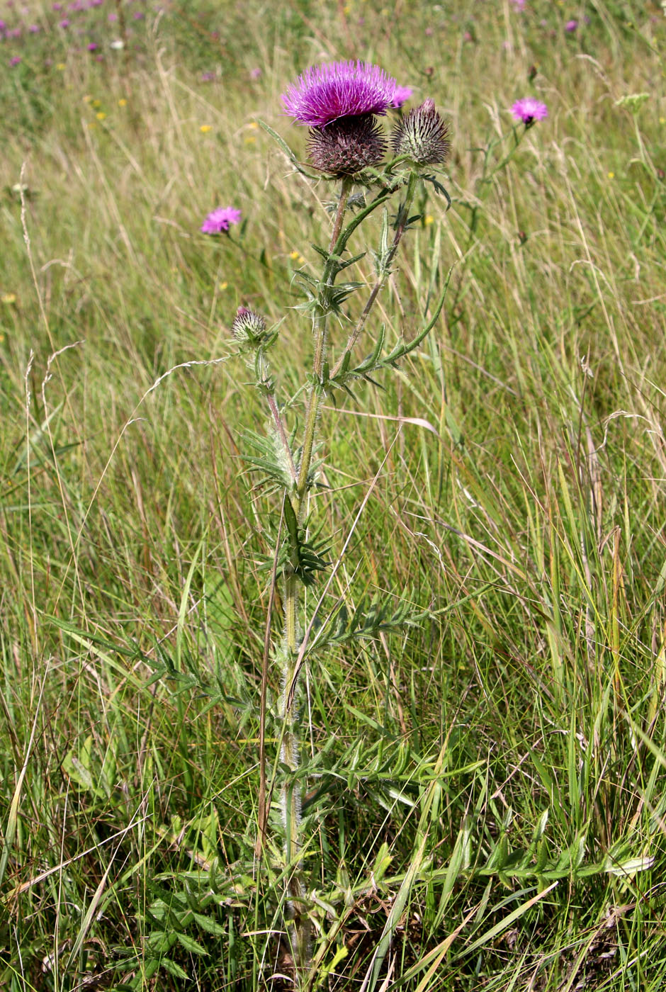 Image of Cirsium laniflorum specimen.