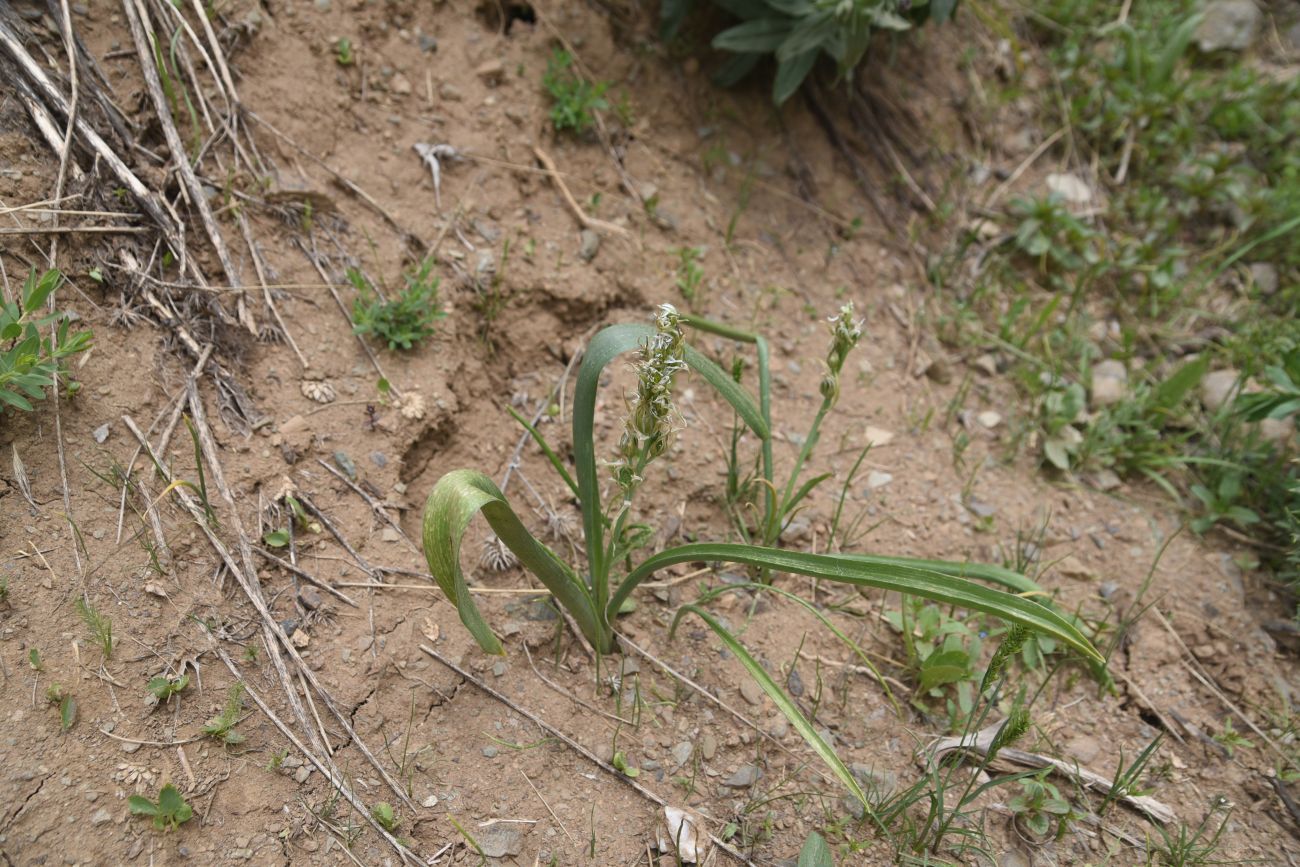 Image of Unknown species specimen.