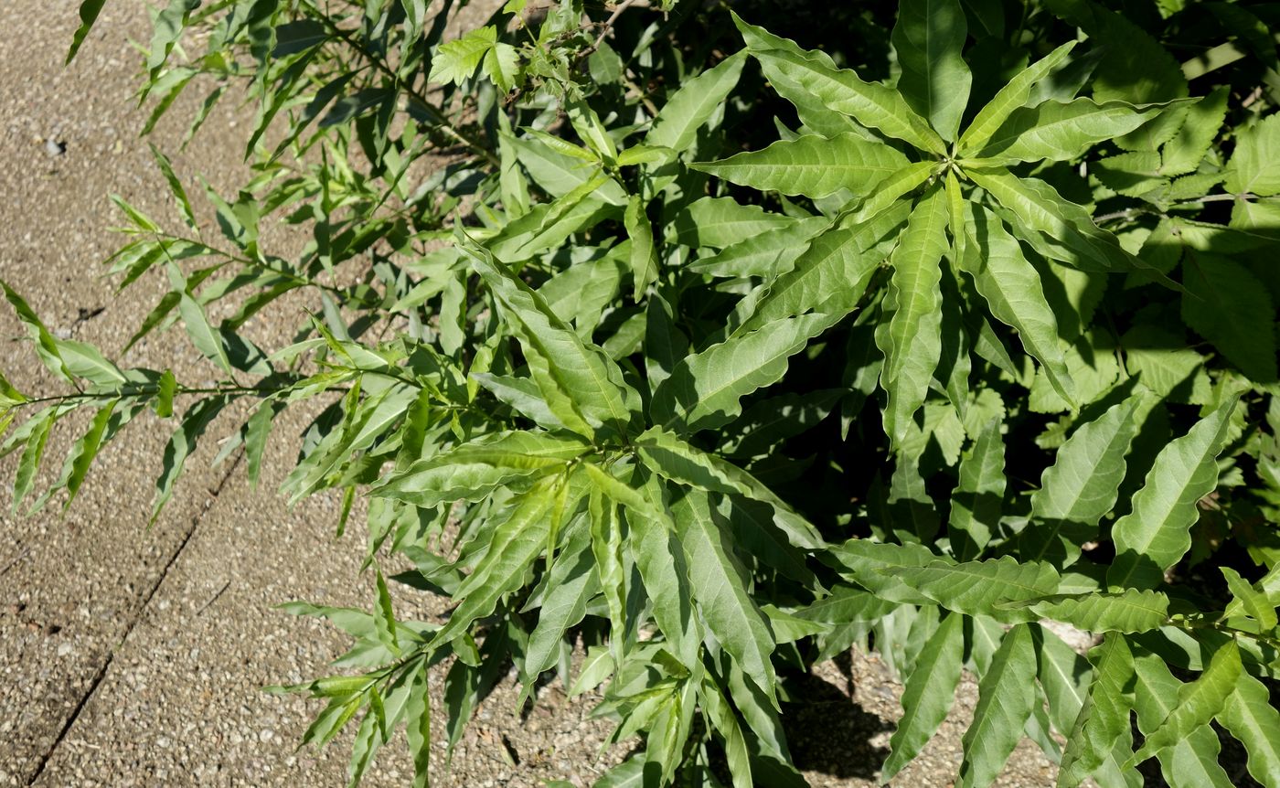 Image of Unknown species specimen.