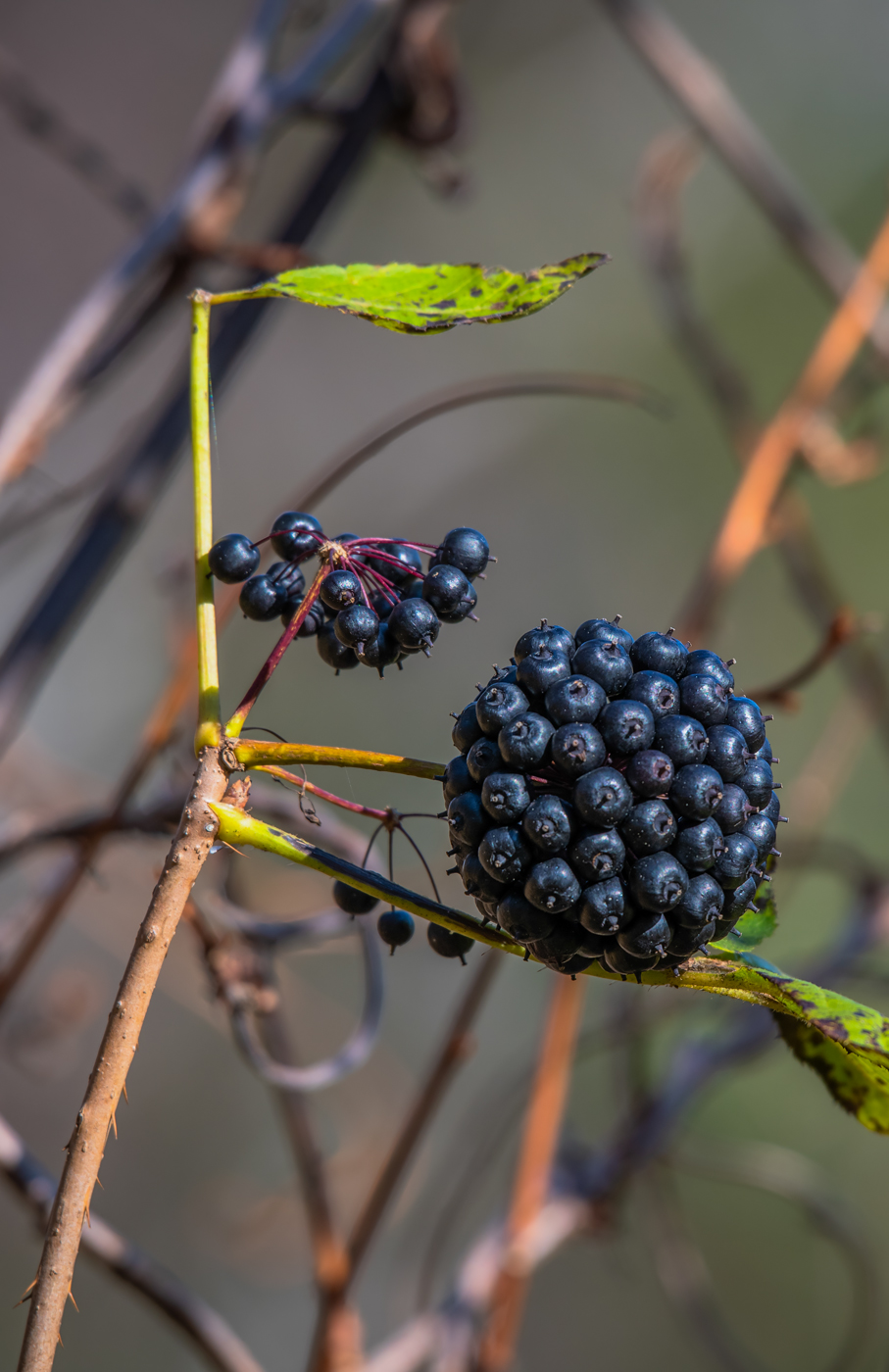 Изображение особи Eleutherococcus senticosus.