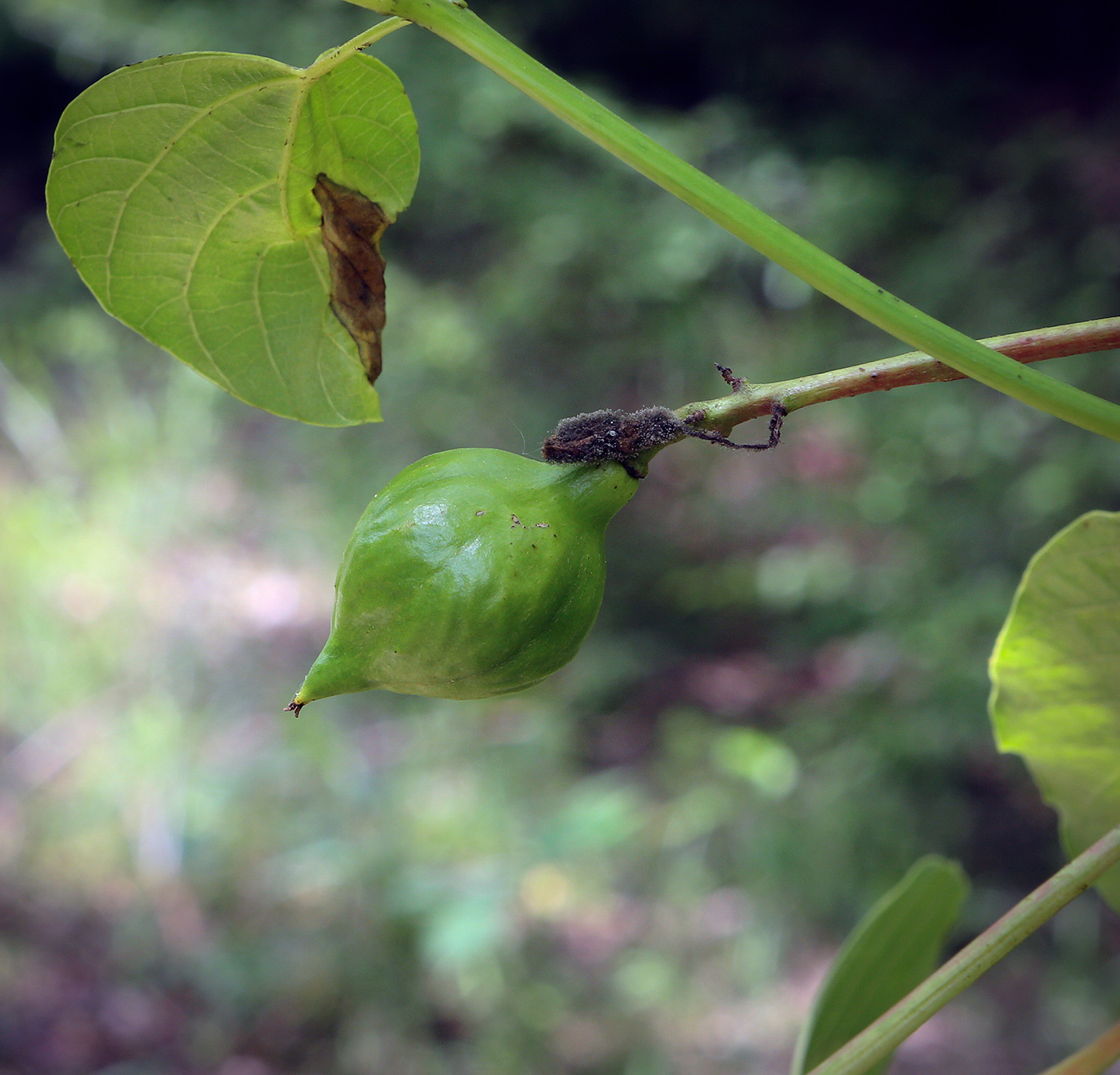 Изображение особи Vernicia fordii.