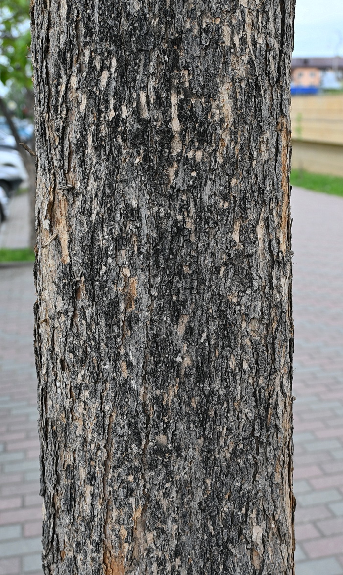 Изображение особи род Catalpa.