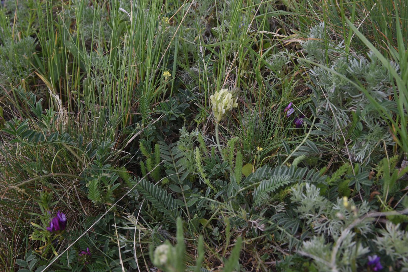 Изображение особи род Astragalus.