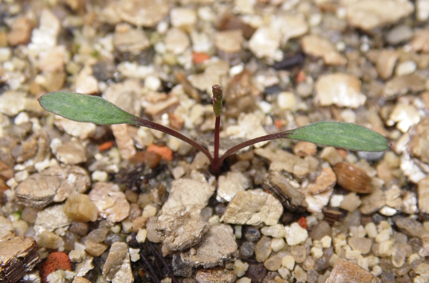 Image of Zizia aptera specimen.