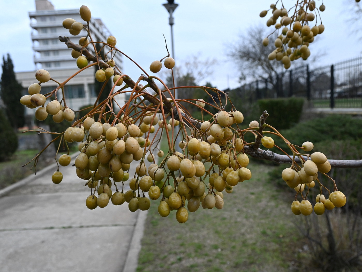 Изображение особи Melia azedarach.