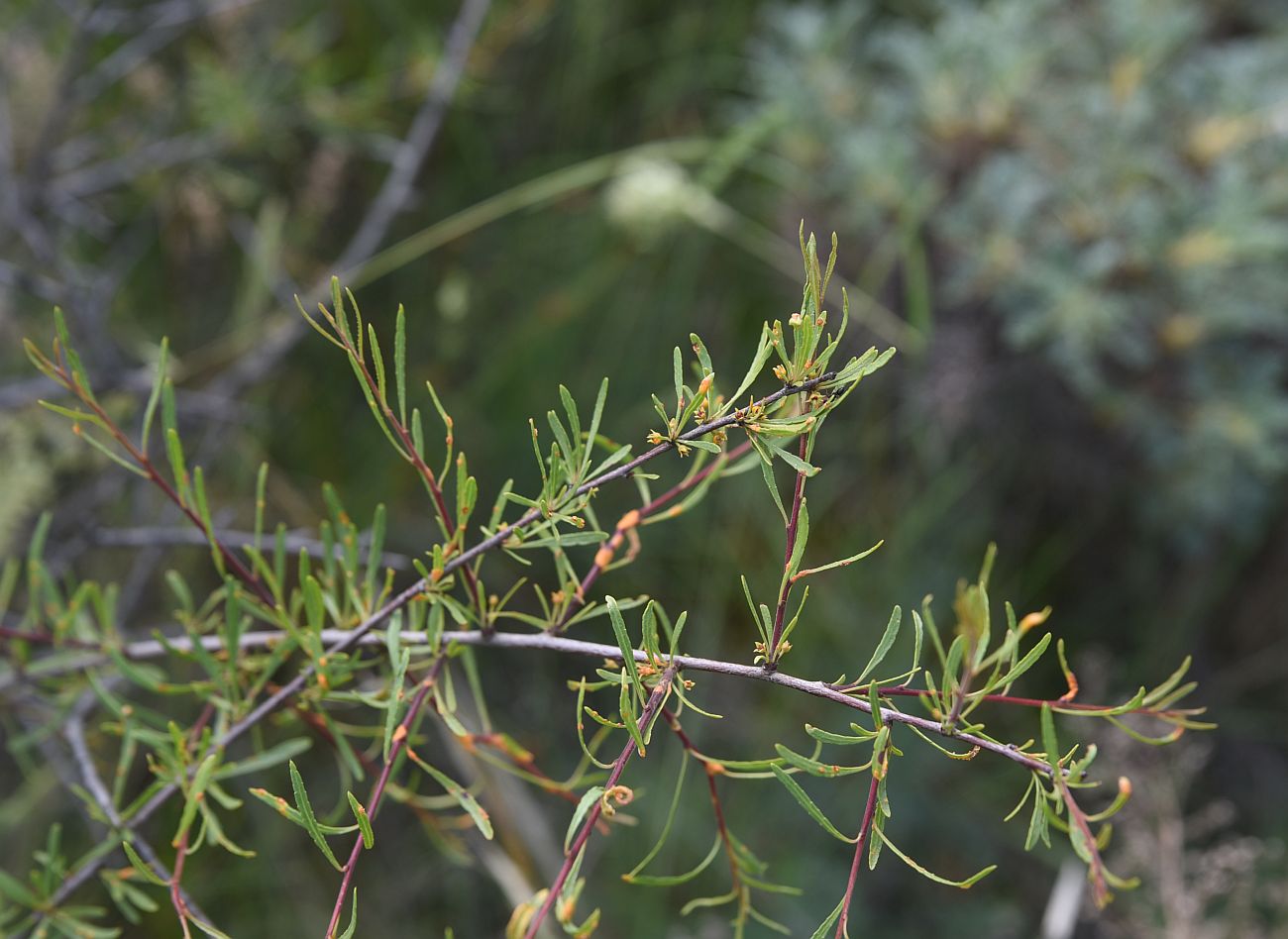 Изображение особи Rhamnus erythroxyloides.