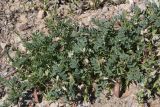 Astragalus guttatus. Цветущие и плодоносящие растения. Крым, Севастополь, мыс Сарыч, приморский склон. 29.04.2026.