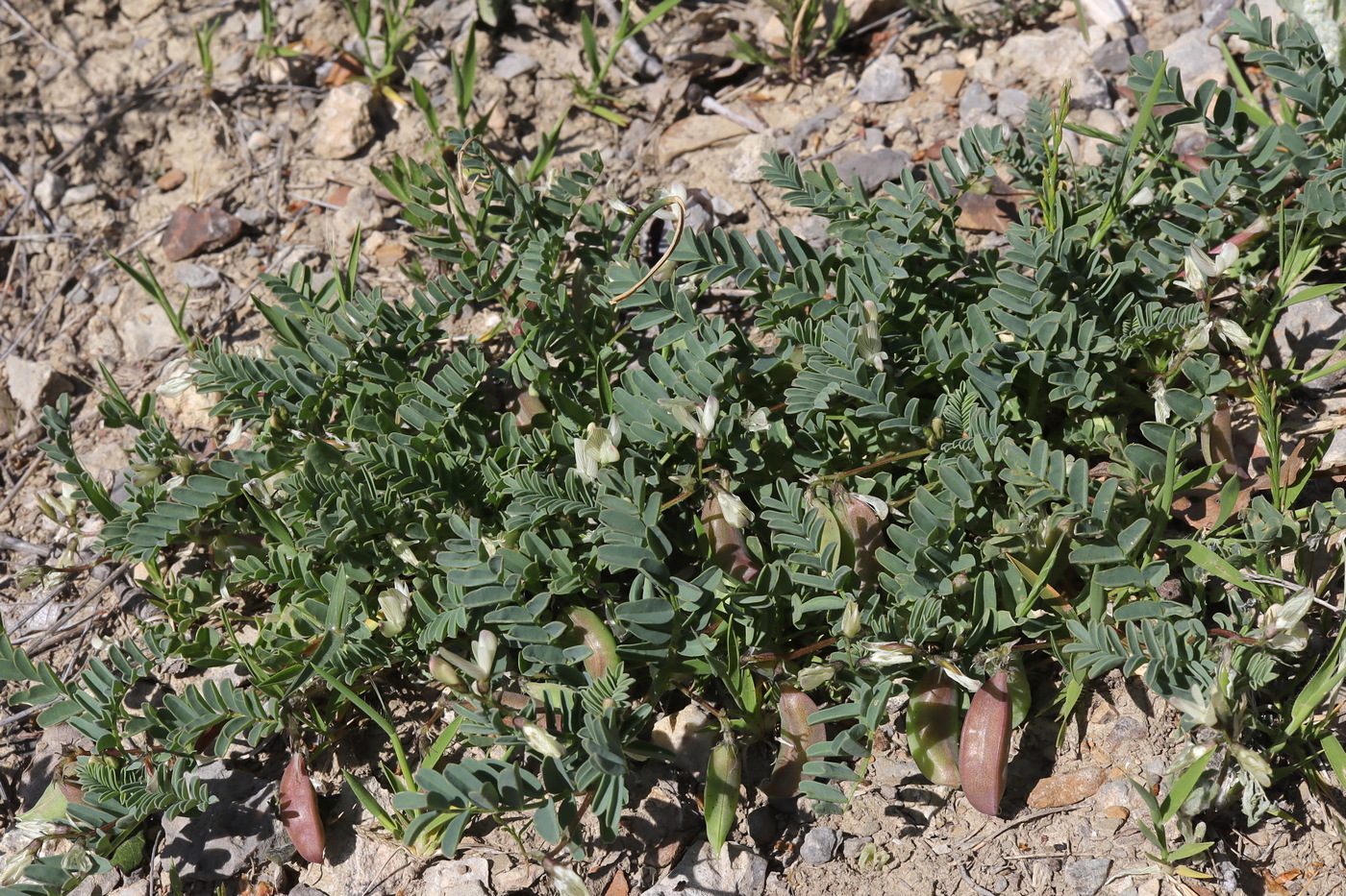 Image of Astragalus guttatus specimen.