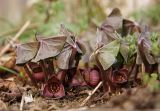 Asarum sieboldii. Цветущие растения. Южное Приморье, Чёрные горы, заповедник \"Кедровая падь\". 11.04.2008.