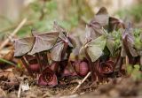 Asarum sieboldii