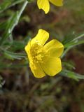 genus Ranunculus. ЛНР, г. Северодонецк, сквер. 11.05.2026.