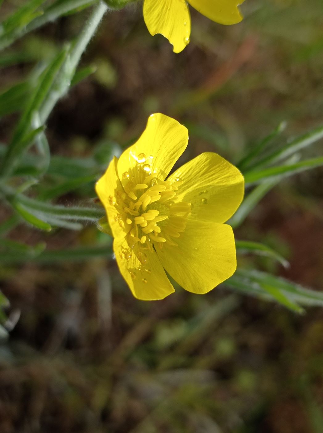 Image of Ranunculus illyricus specimen.