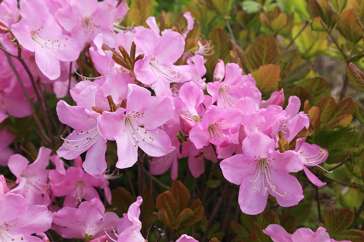 Image of Rhododendron schlippenbachii specimen.