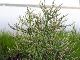 genus Limonium. Кермек каролинский. Limonium carolinianum. В природе. Галифакс. 06.08.2018.