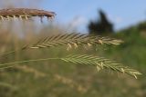Elytrigia atherica. Соцветия. Крым, Севастополь, берег бух. Круглая (Омега). 24.06.2026.