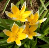 genus Tulipa