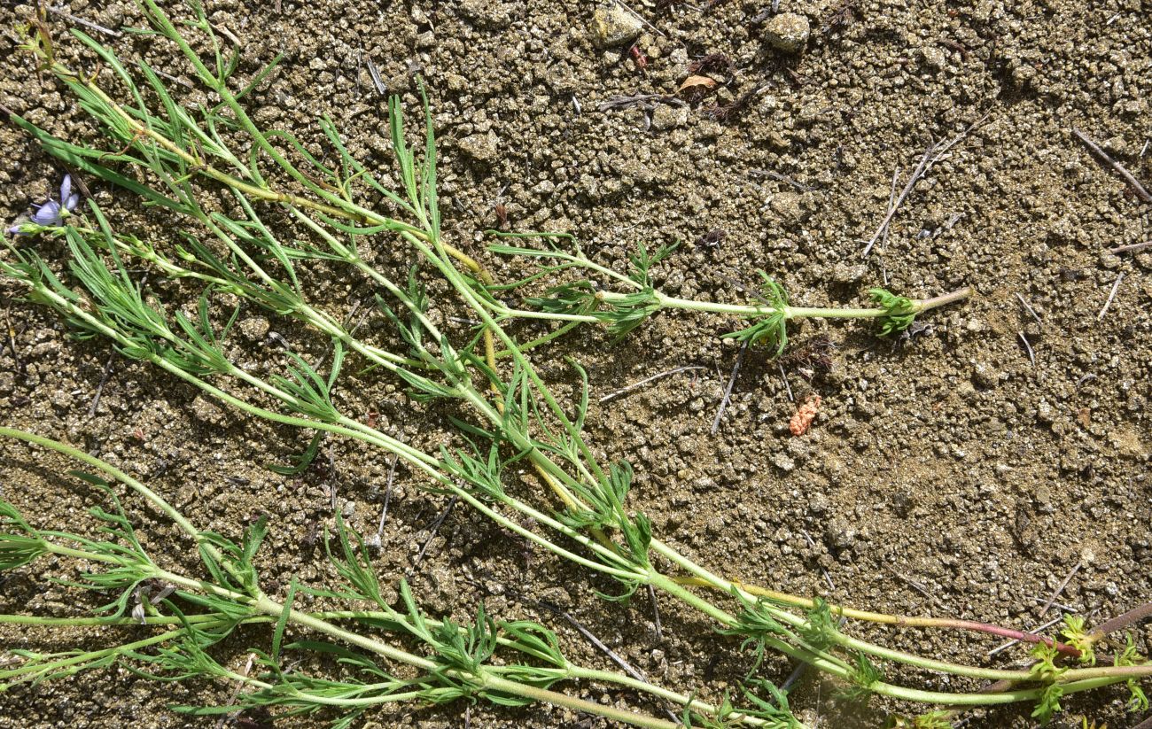 Image of Veronica multifida specimen.