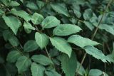 Forsythia × intermedia. Побег. С.-Петербург, Кировский р-н, запущенный палисадник, в культуре. 31.07.2026.