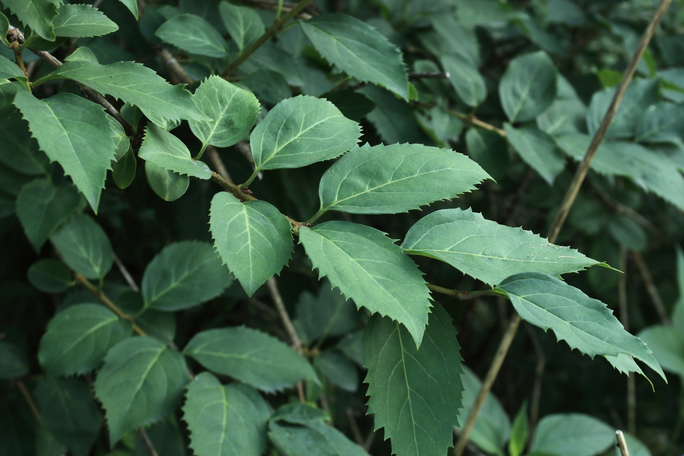 Image of Forsythia × intermedia specimen.