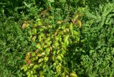Pyrus caucasica. Вегетирующее растение. Турция, ил Артвин, р-н Шавшат, у развилки, луг. 11 июня 2026 г.