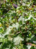Saussurea parviflora. Цветущее растение. Хабаровский край, р-н имени Лазо, массив горы Ко, седловина между горами Столовая и Ко, выс. ≈ 1750 м н.у.м., горная тундра. 02.08.2026.
