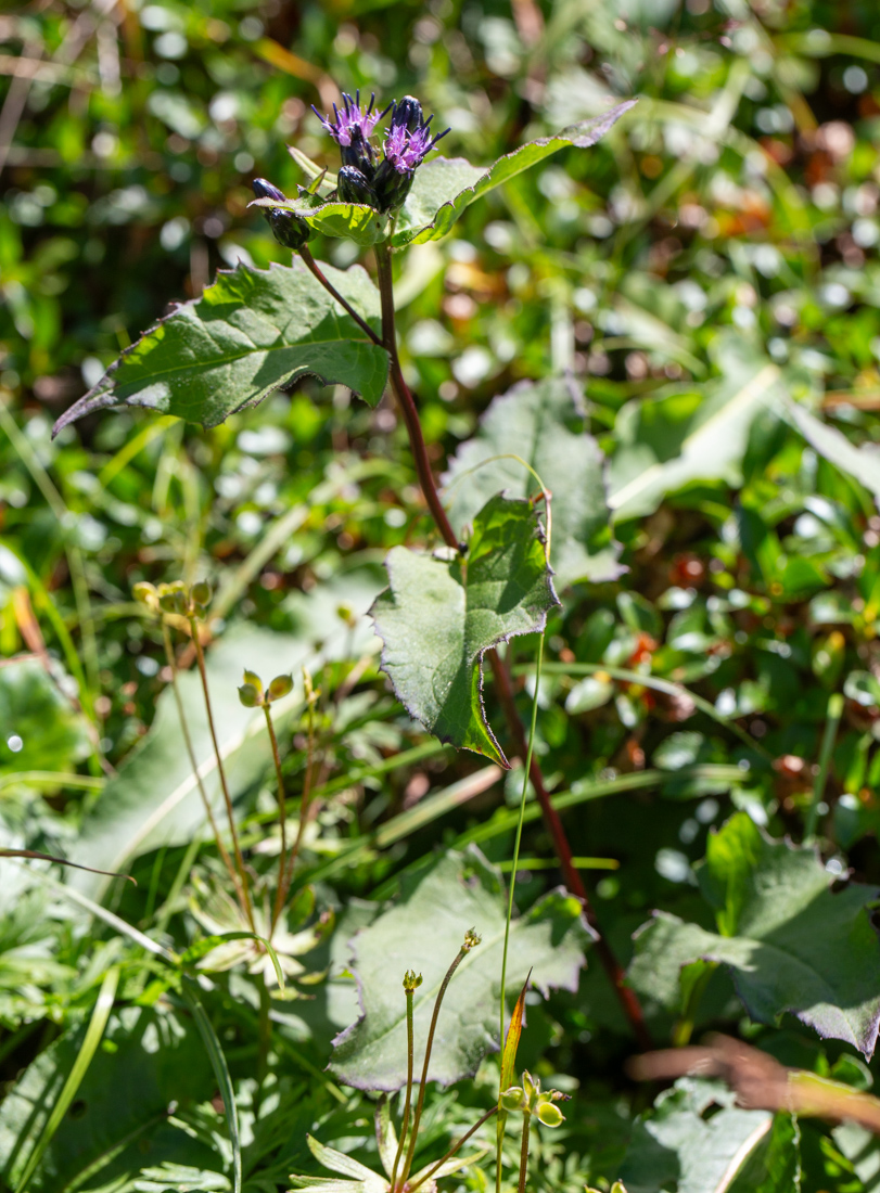 Image of Saussurea parviflora specimen.