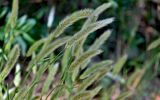 Polypogon monspeliensis. Верхушки побегов с соцветиями. Португалия, округ Бежа, дол. р. Рибейра-ду-Торгал, опушка лиственного леса. 04.06.2026.