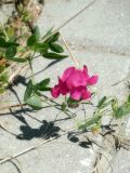 Lathyrus tuberosus. Соцветие. Республика Молдова, муниципалитет Кишинёв, г. Кодру, на тротуаре. 27 июня 2026 г.