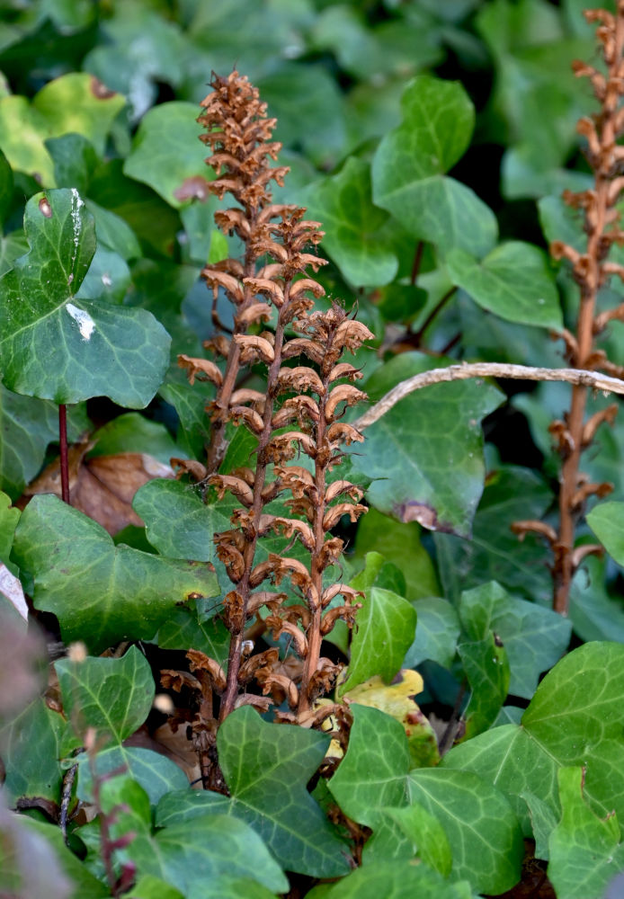 Image of Orobanche hederae specimen.