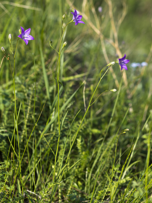 Изображение особи Campanula wolgensis.