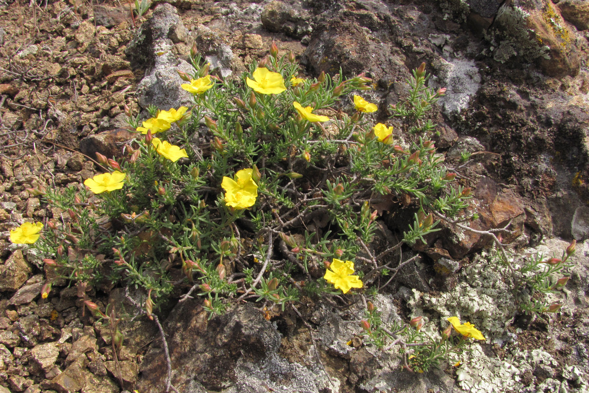 Image of Fumana procumbens specimen.